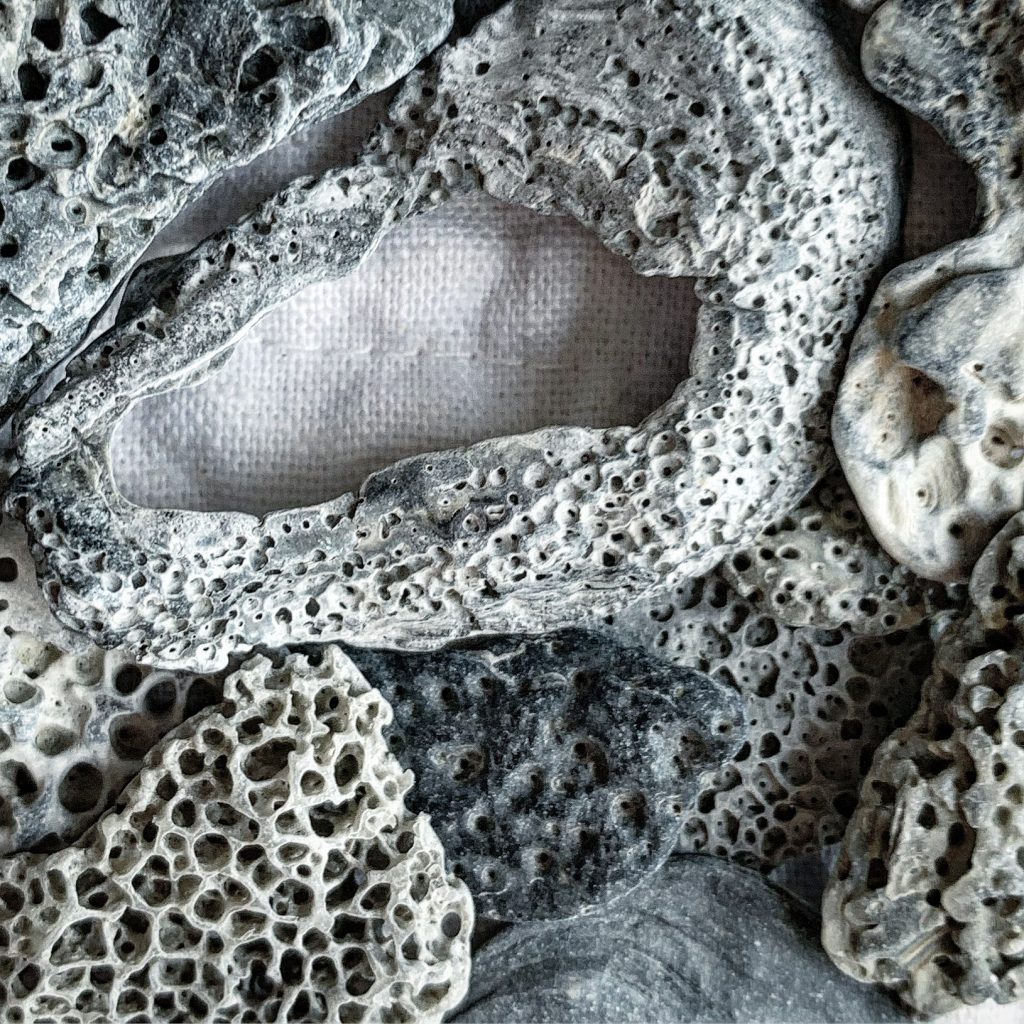 erica daley photography