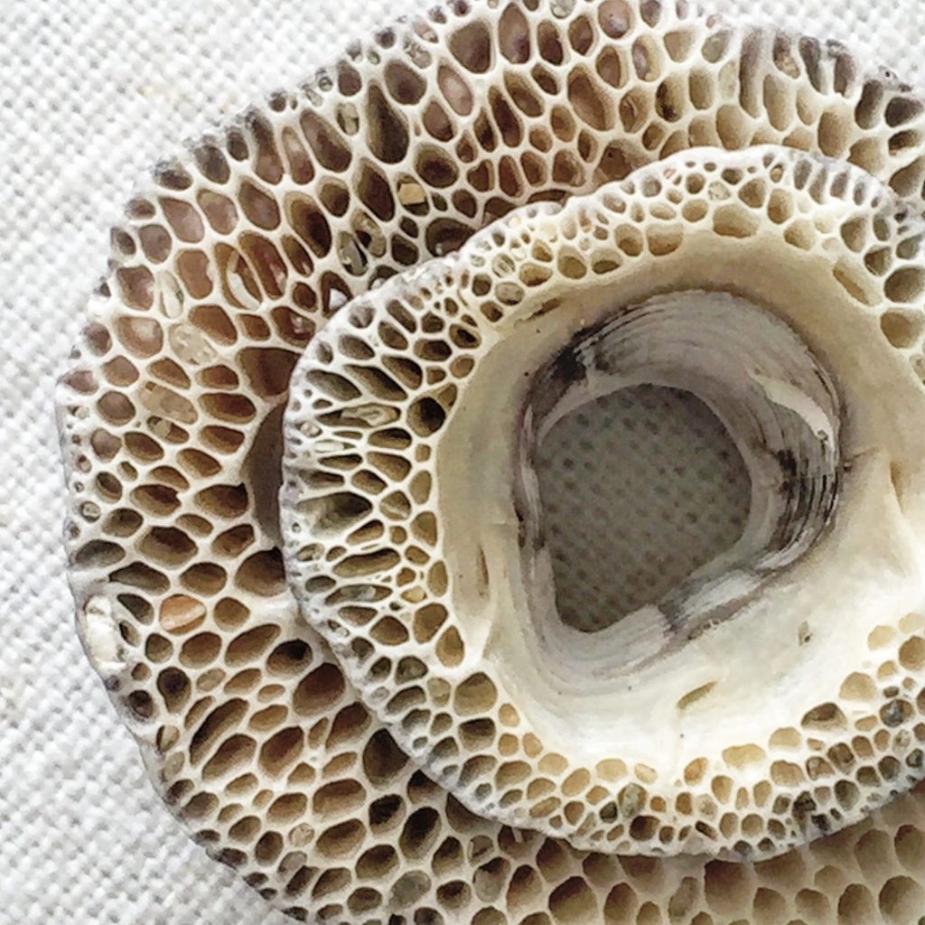 photography by erica daley