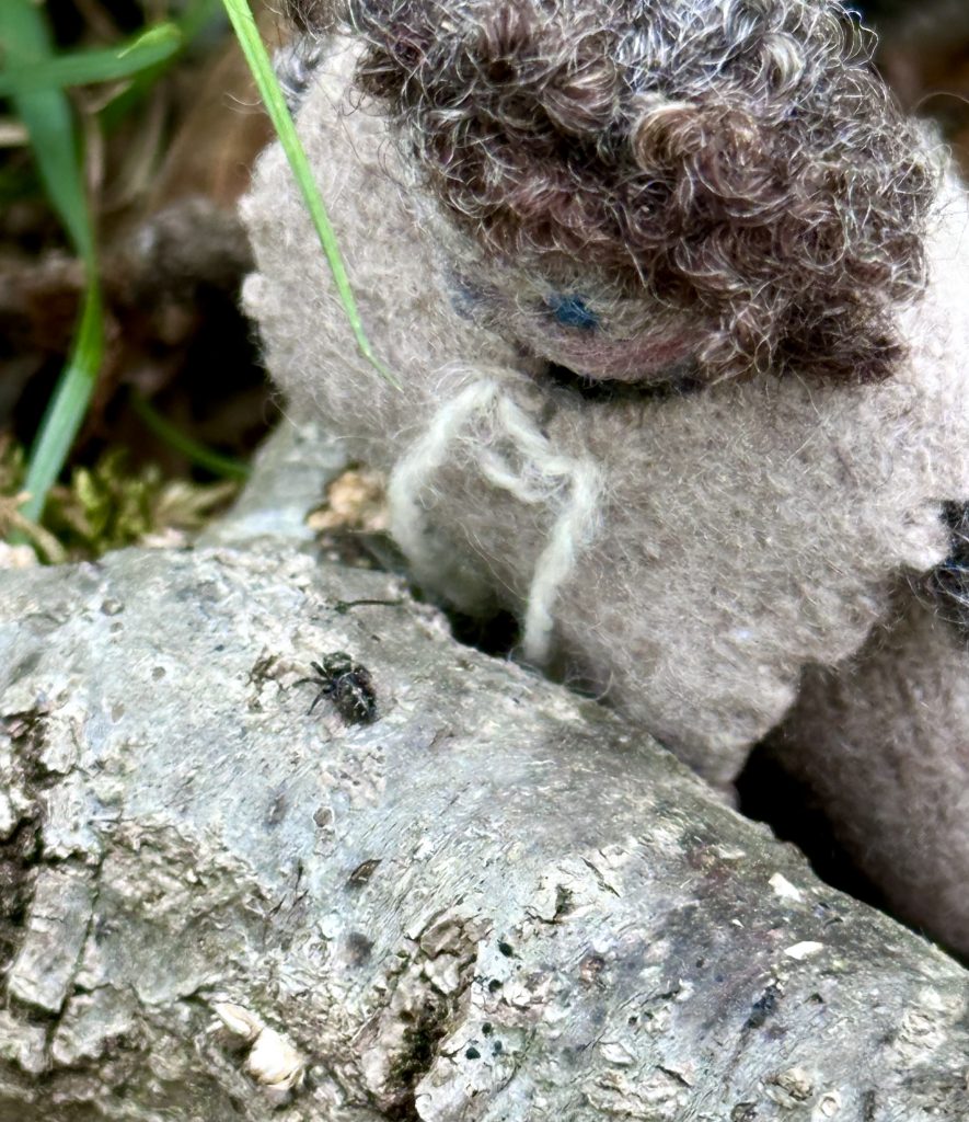 Erica Daley natur folk